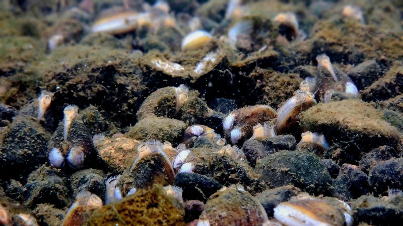 Gold clams (Corbicula fluminea) dominating the river bed at Lake Karāpiro, densities exceeding 1,000 per square metre